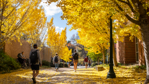 Yellow trees on campus with students walking under them.